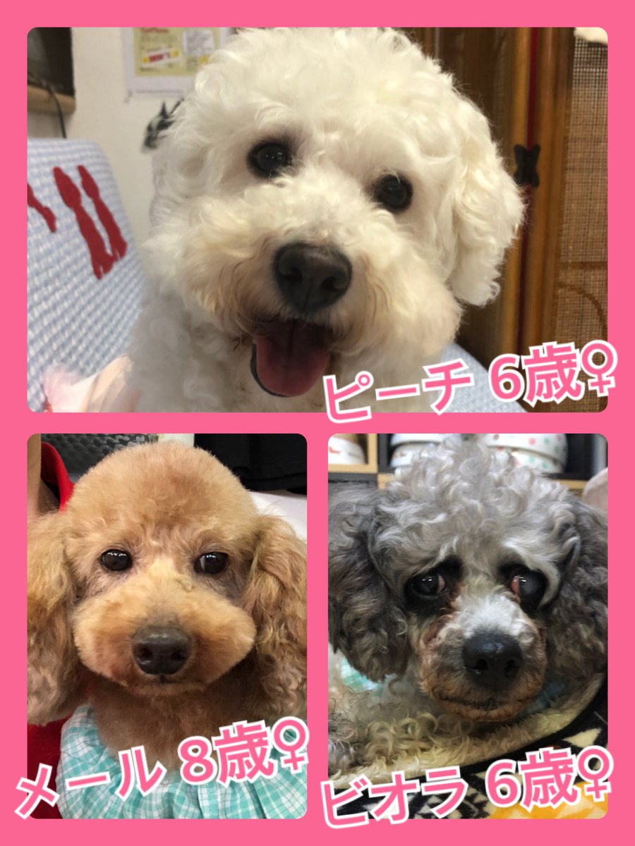 🐾今日の里親様募集中ワンコ🐶メンバーです🐾2020,5,1